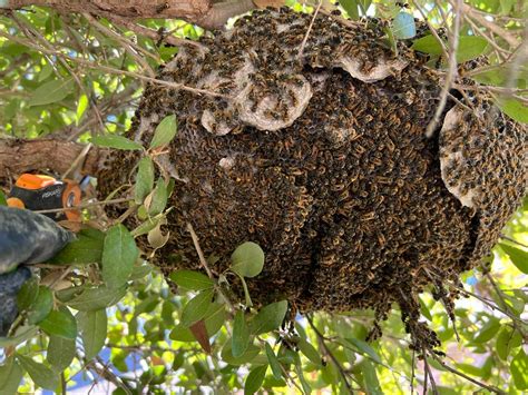 wasp nest removal service near me